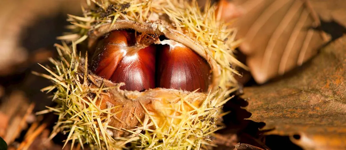 Castanha da Terra Fria é destacada como a melhor do mundo pelo TasteAtlas