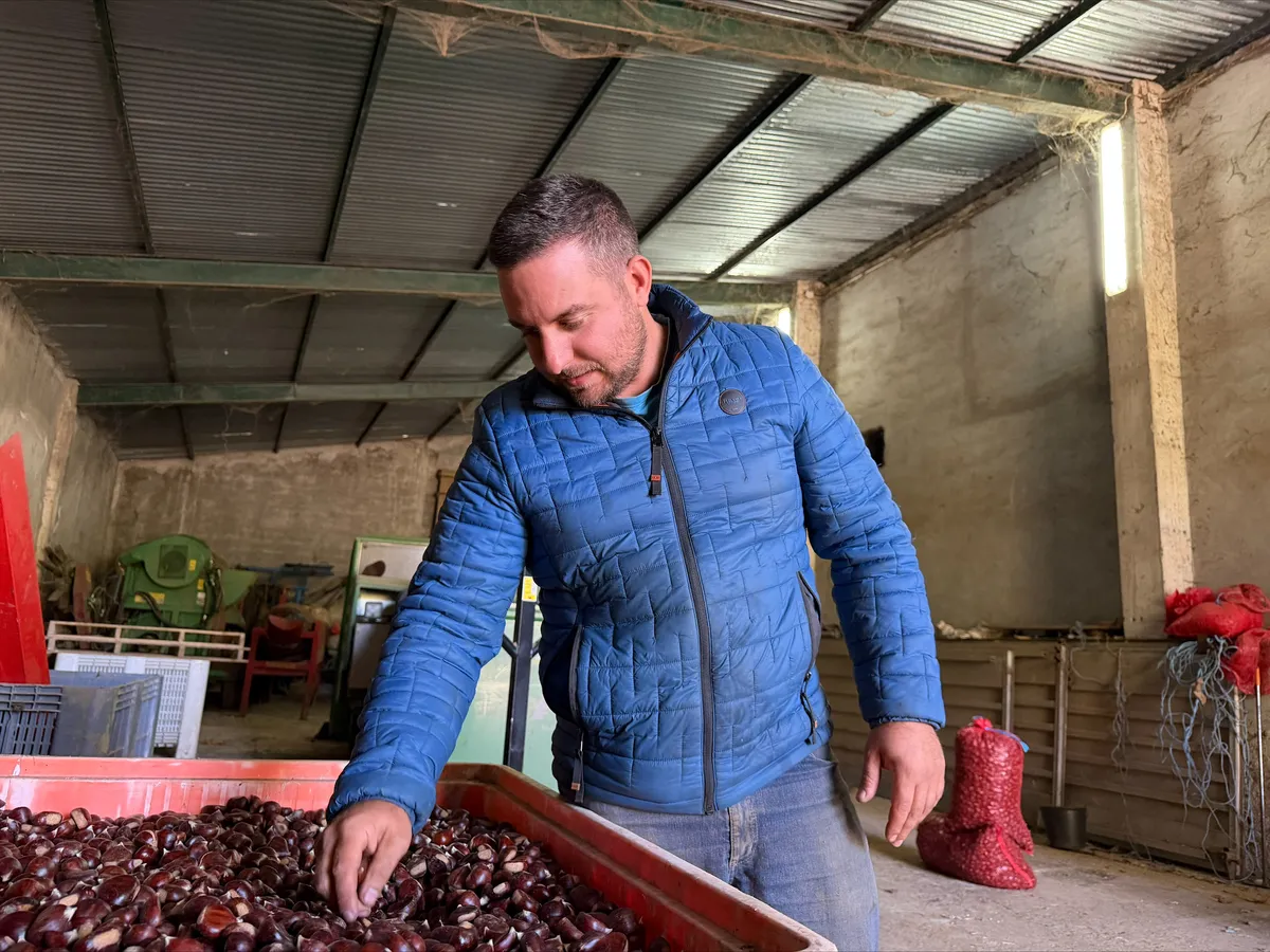 Campanha da castanha em Trás-os-Montes marcada pelo calor