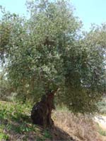 Azeite de Mirandela além fronteiras