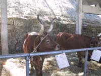 Campeonato de Bois regressa