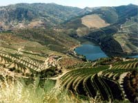 DOURO preserva socalcos