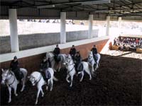 Equitação à espera de comandante