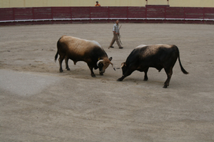 Campeonato Nacional de Chegas de Touros já arrancou
