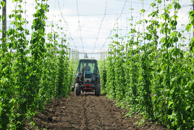 Bragança é o único distrito do país a produzir lúpulo