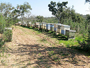 Roubos de colmeias quase duplicaram em relação ao ano anterior