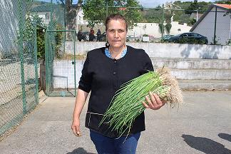 Cebolo de Alfaião ainda não chega para as encomendas
