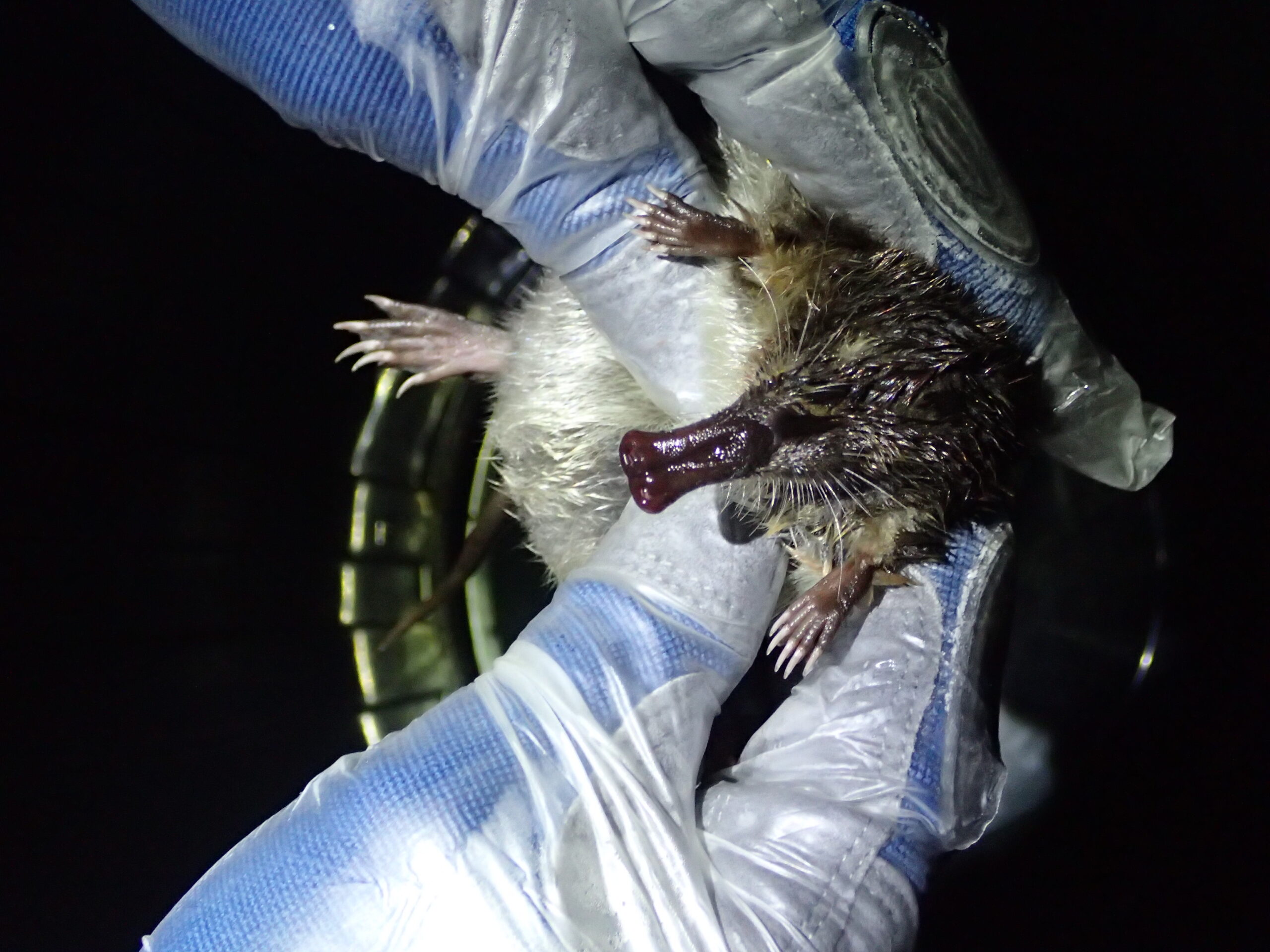 População da Toupeira-de-água diminuiu drasticamente nas últimas duas décadas