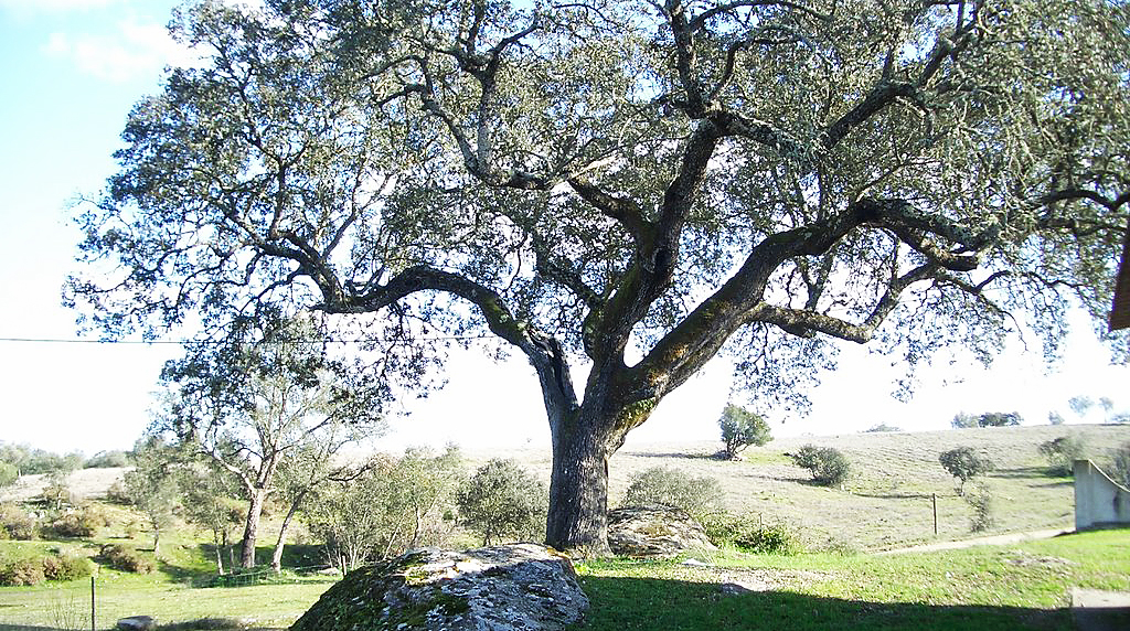 Os Verdes preocupados com corte de azinheiras em Picote (Miranda do Douro)