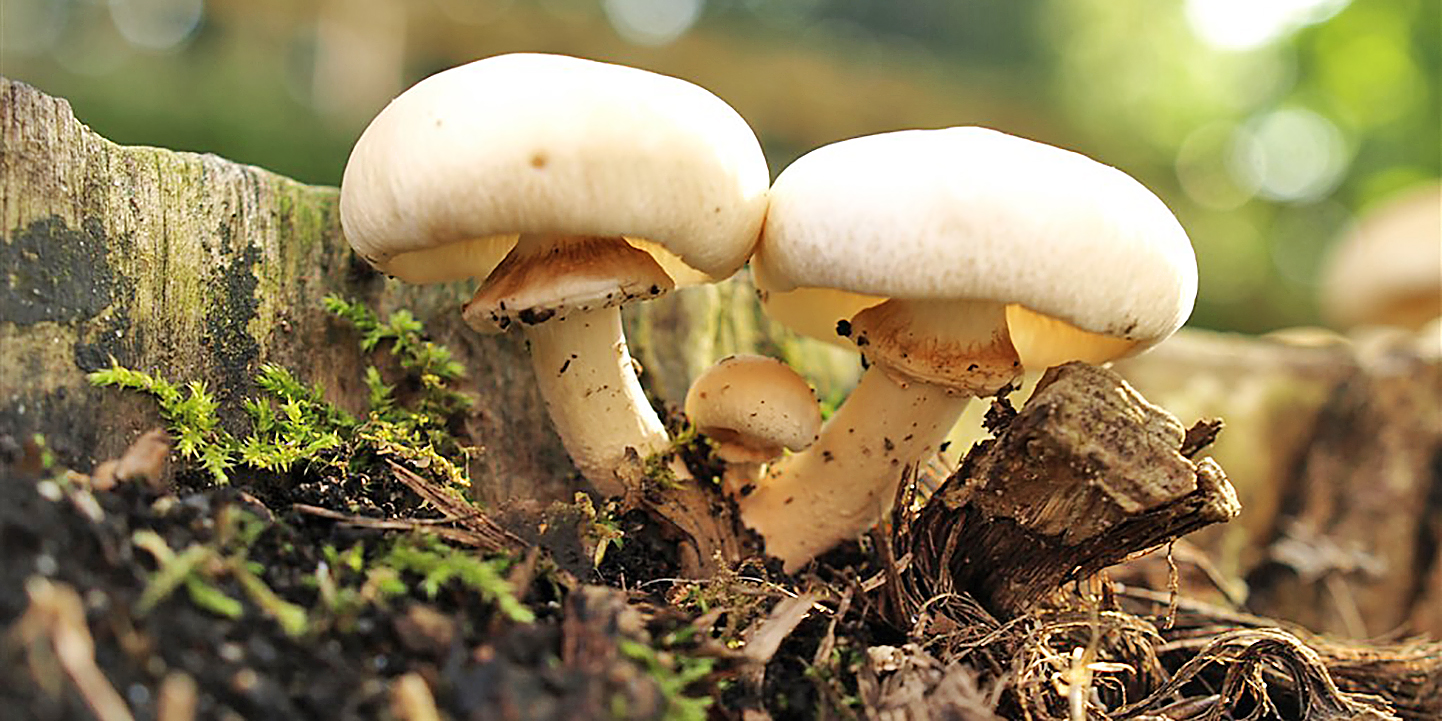 Ecocentro Micológico Terras de Miranda vai promover investigação e produção