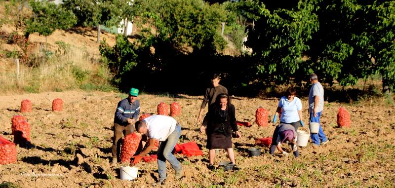 E o resto são batatas