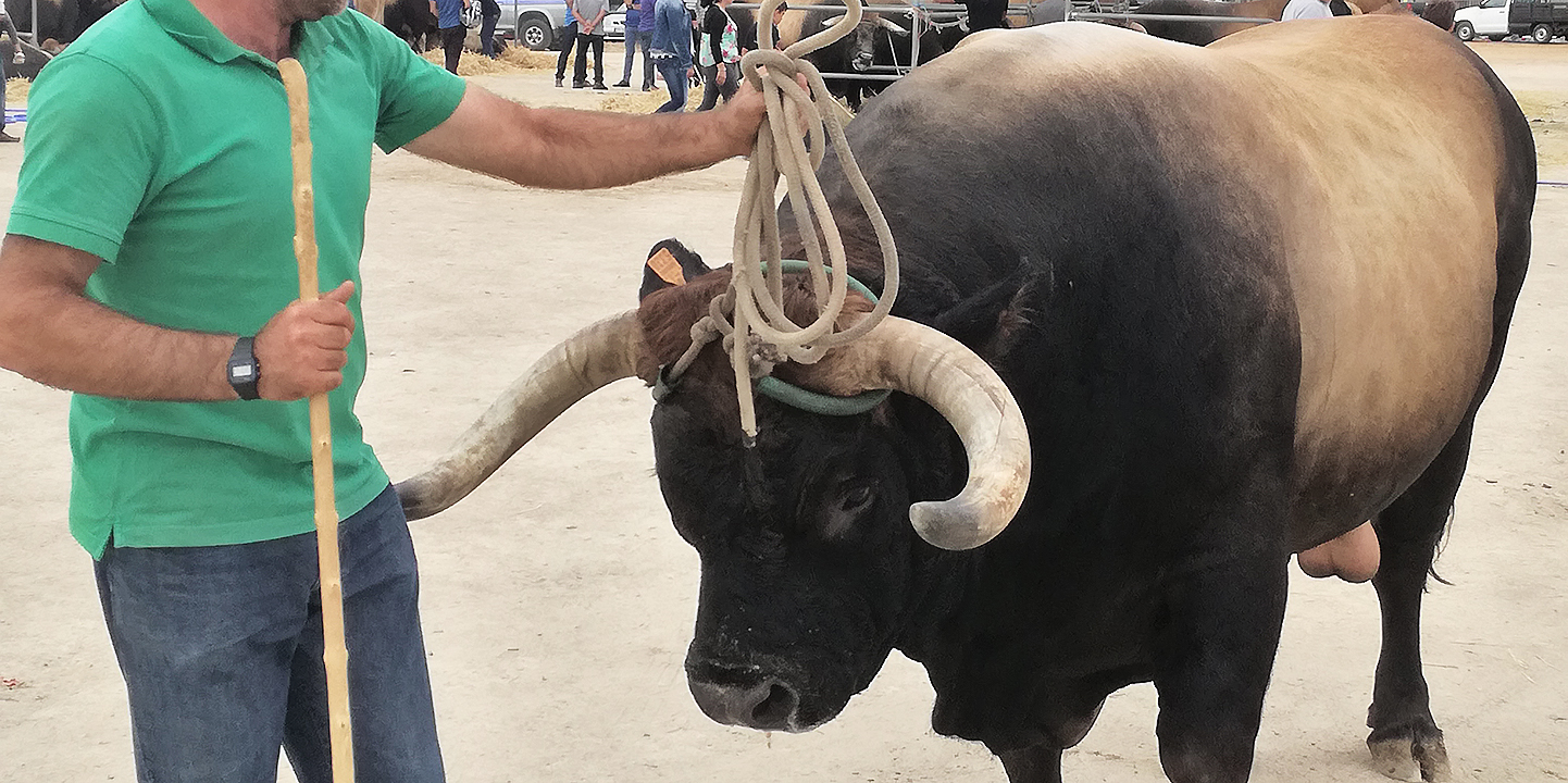 “Bispo”, o mister touro