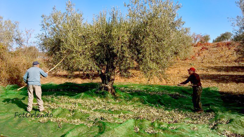 Está no tempo de as bater, bem batidas!…