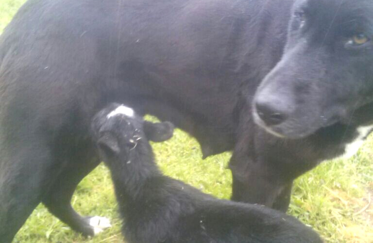 Suaves milagres da criação