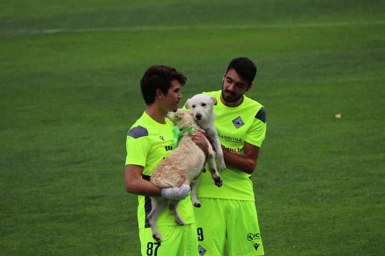 Jogadores do Mirandela subiram ao relvado acompanhados com 11 cães