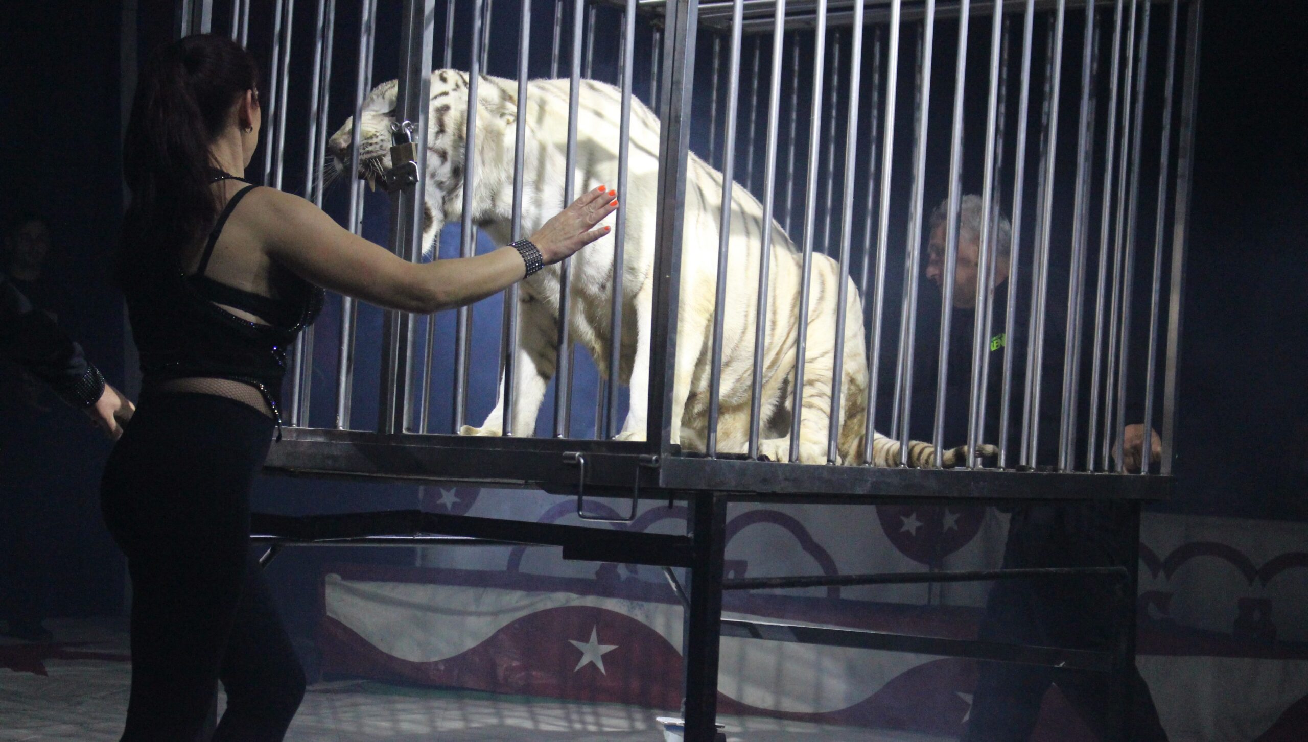 Circo Arena traz o único animal selvagem ainda em palco a Bragança