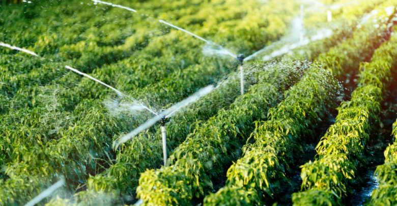 CIM-TTM avança com estudo sobre potencial hidroagrícola do território