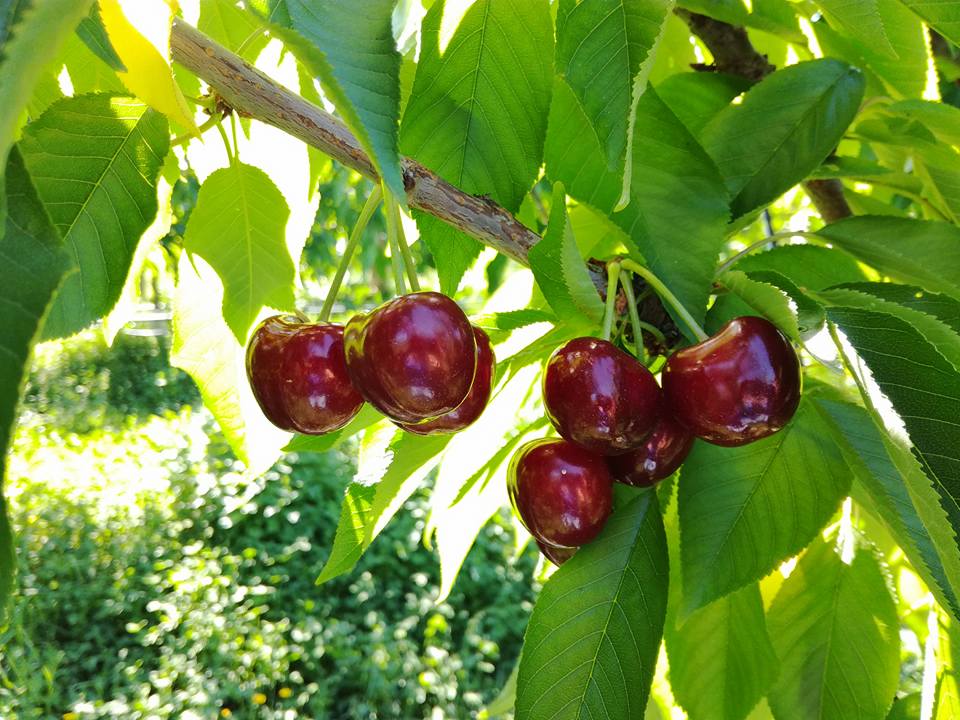 Cereja que já recheou o Mon Chéri, azeite para polvilhar comida e um “mestre” multidisciplinar, bem-vindos a Alfândega da Fé