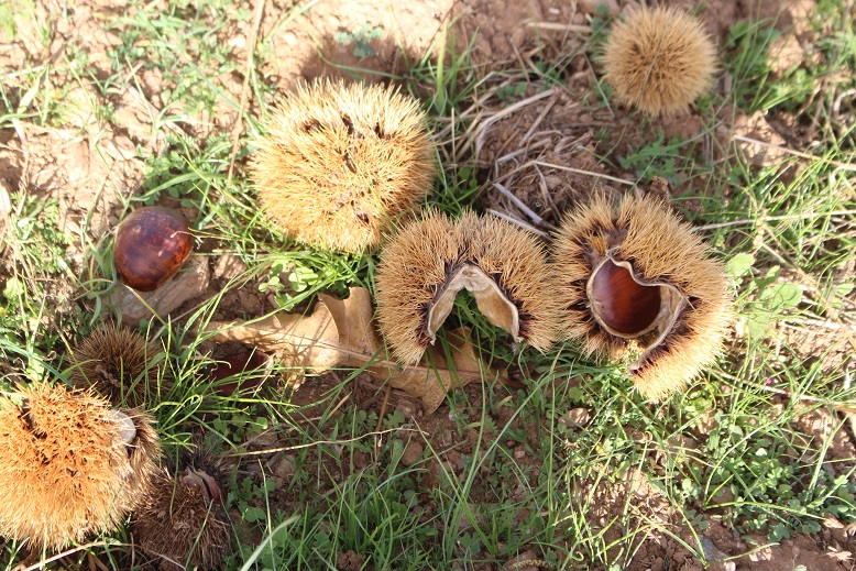 Quebra de castanha ronda os 60% no concelho de Vinhais mas há localidades onde chega aos 90%