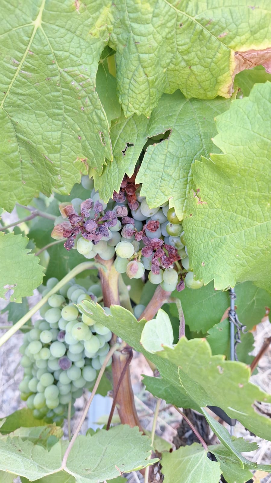 Elevadas temperaturas podem provocar escaldão na uva e fazer cair produção