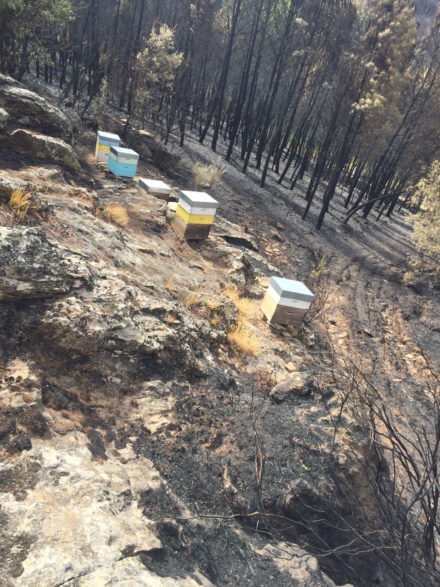 Município de Miranda do Douro reclama apoio para agricultores afectados pelo incêndio