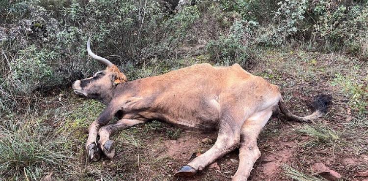 Doença Hemorrágica Epizoótica regressa à região e deixa criadores alarmados por nem sequer terem sido ressarcidos pelos animais mortos no ano passado