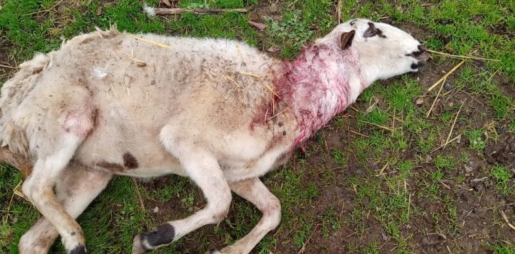 Ataque de cães matou 6 ovelhas e deixou 5 feridas no concelho de Bragança
