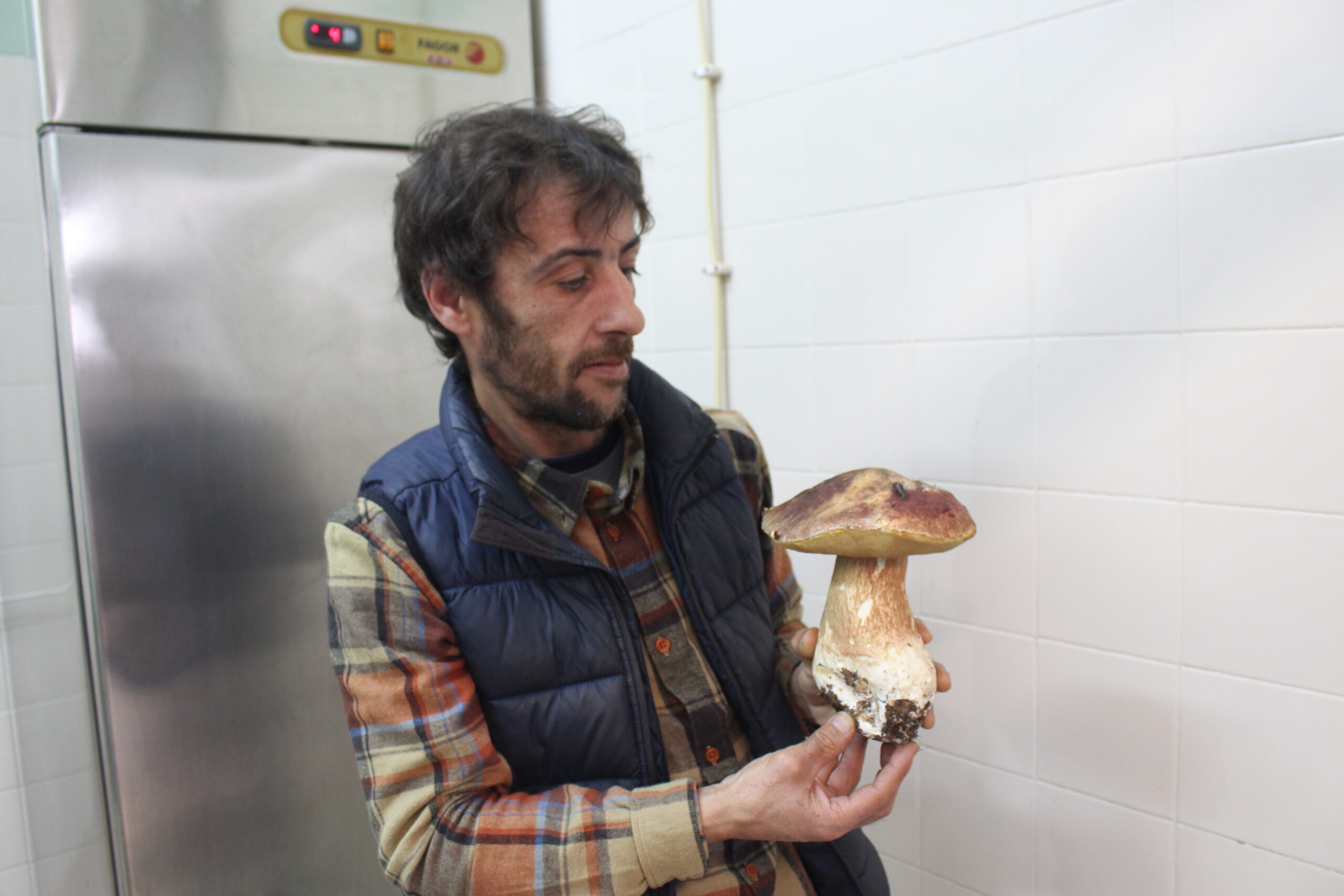 Cogumelos da região geram milhares de euros mas vai tudo para Espanha