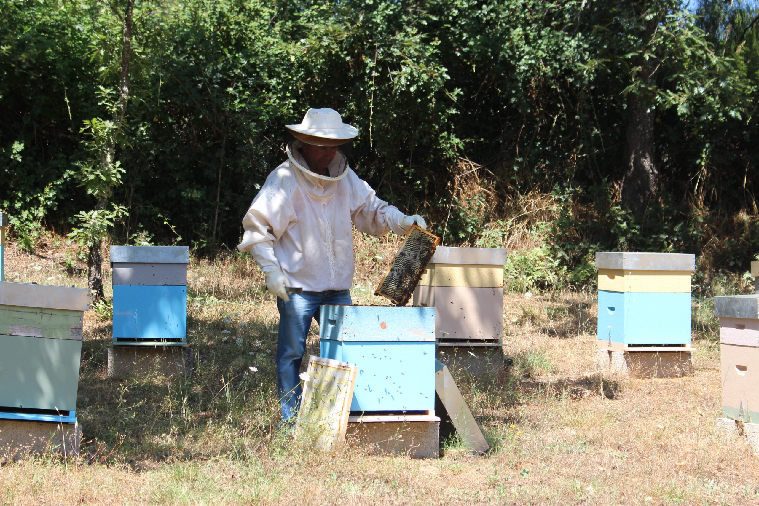 Ninhos de vespa asiática aumentaram na região e estão cada vez mais perto da população