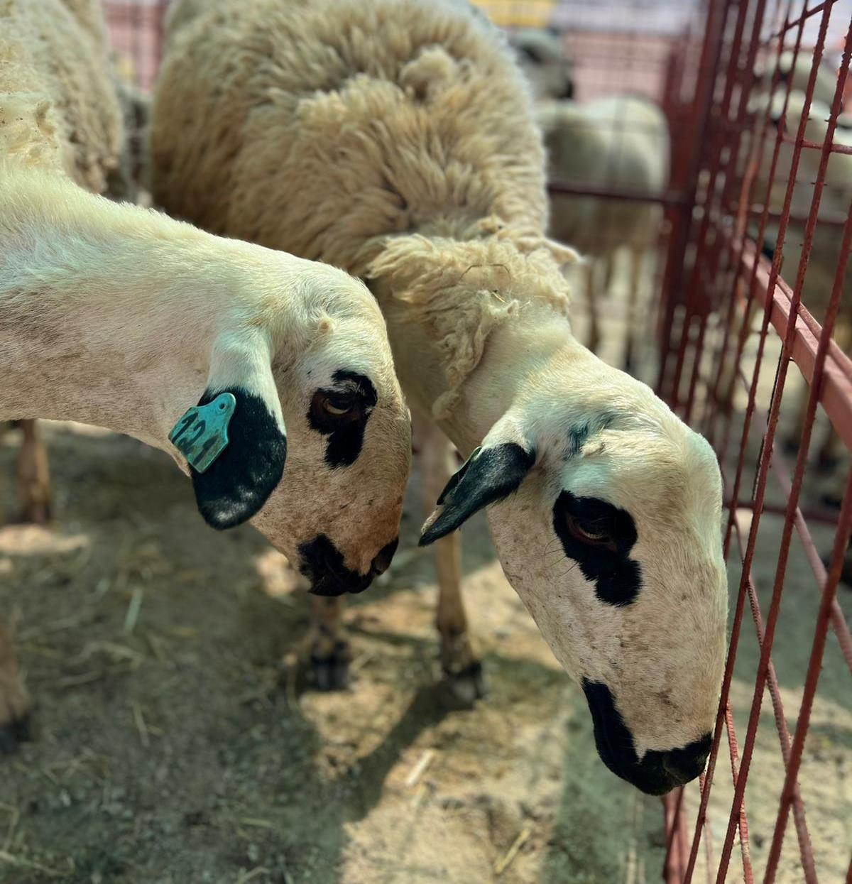 Páscoa abençoada para criadores de cabritos e cordeiros