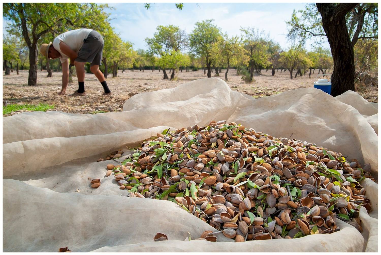 Diferença de preço entre amêndoa convencional e biológica nunca foi tão pequena