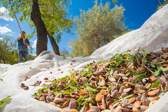Excesso de chuva na primavera dita ano difícil para a amêndoa transmontana