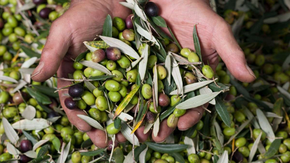 Azeite transmontano enfrenta um ano de produção média mas de qualidade superior